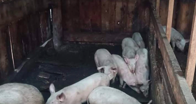 Искусанное тело школьницы нашли в загоне для свиней