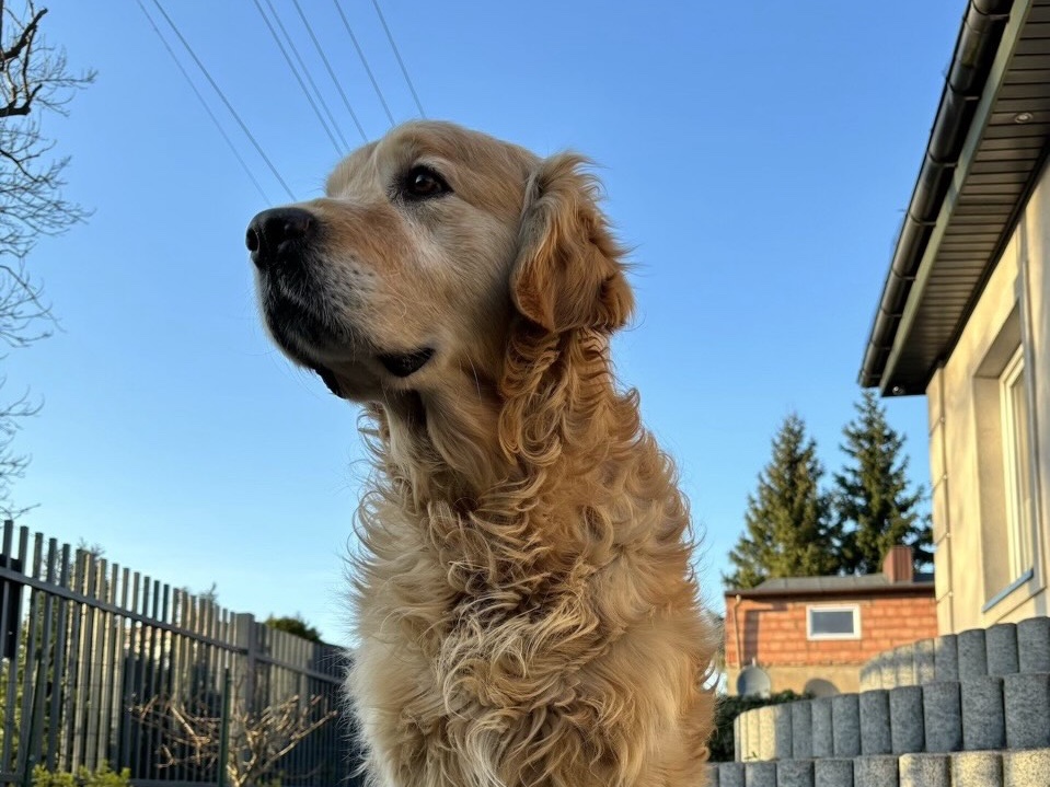 Zorro — Golden Retriever