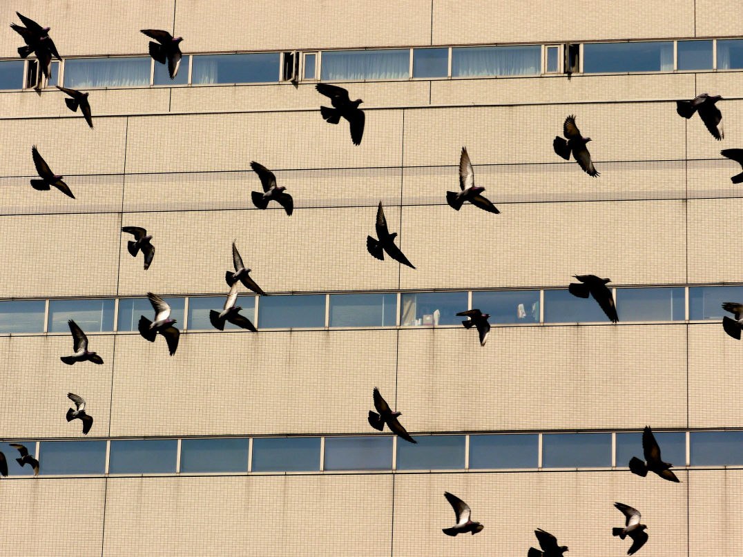 Aves en bodega