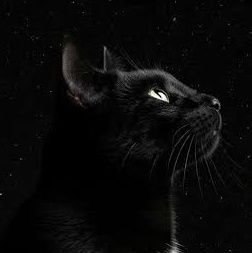 クロ🐈‍⬛