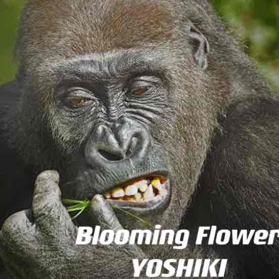 圧倒的代表 / 𝒀𝑶𝑺𝑯𝑰𝑲𝑰 (((🦍))) 
