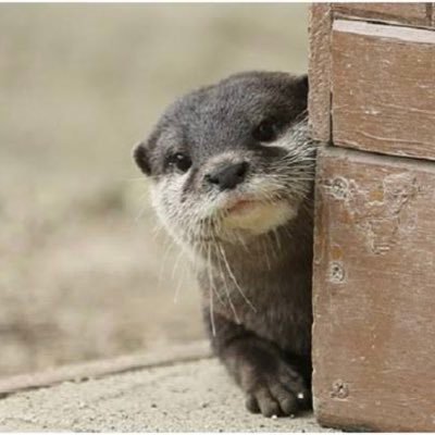 カワウソくん®นาก