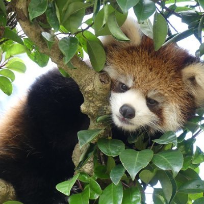 レッサーパンダオタク