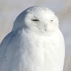 さいていへん