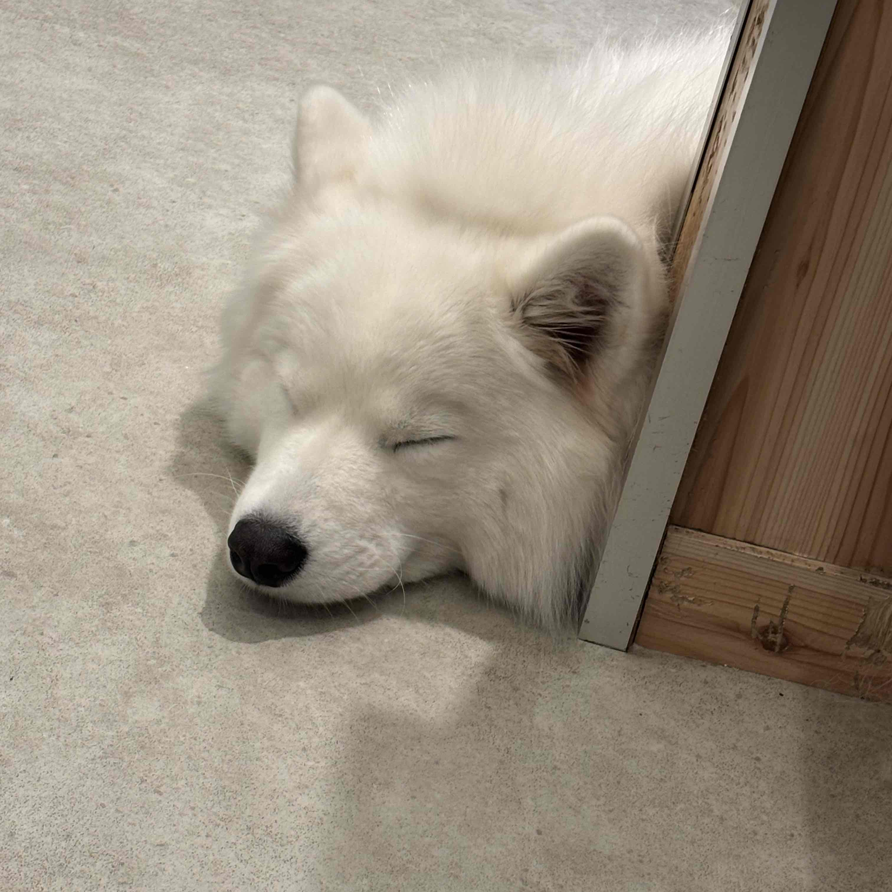 やまと