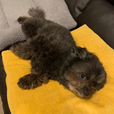 あらき🐶【デリ/エステ/ソープ/V】スカウト