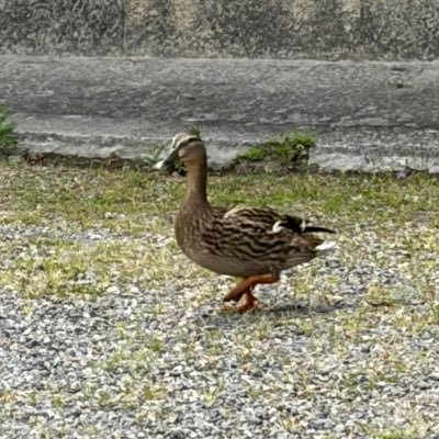 だいふく