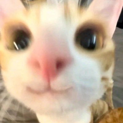 🐈‍⬛
