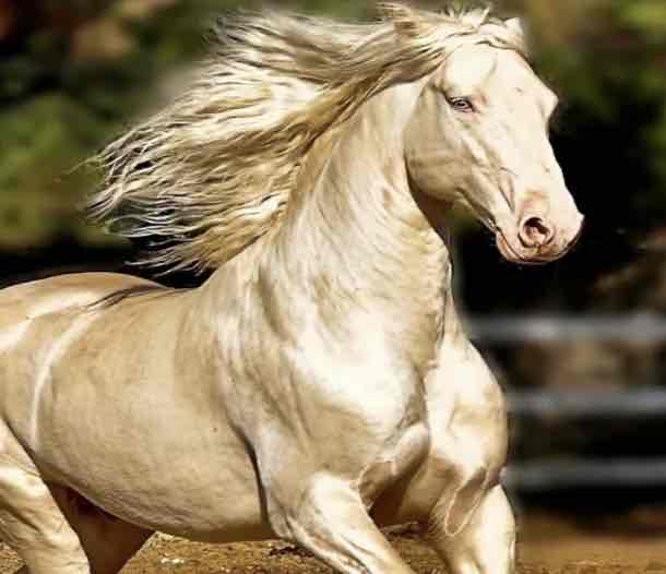 ぽんたまる＠酔象庵主人