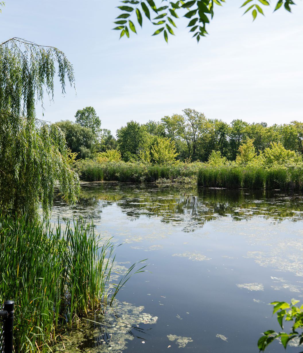 Tree-lined pond near Southpoint