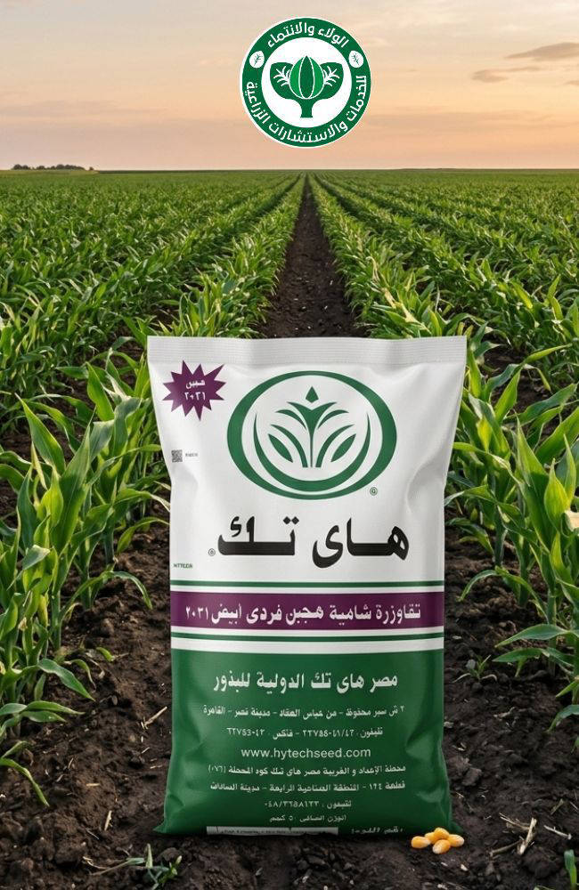 هاي تيك 2031 فردي ابيض
