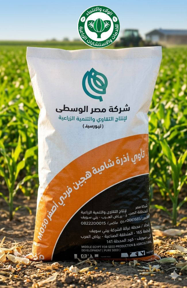 مصر الوسطي M050 فردي اصفر