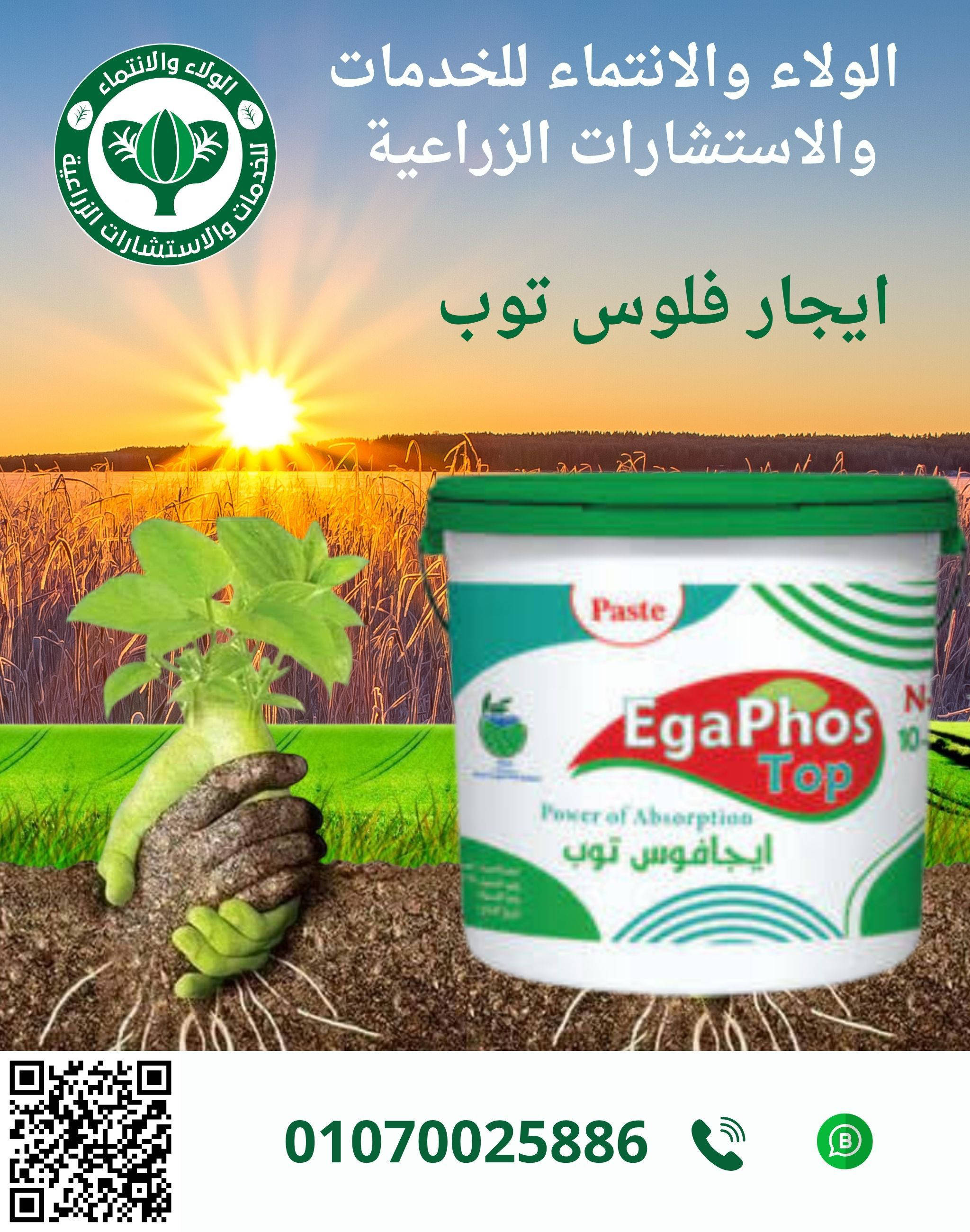 ايجا فوس توب