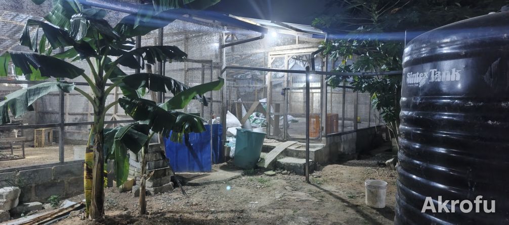 POULTRY FARM WITH 2-BEDROOM HOUSE FOR SALE! photo 2