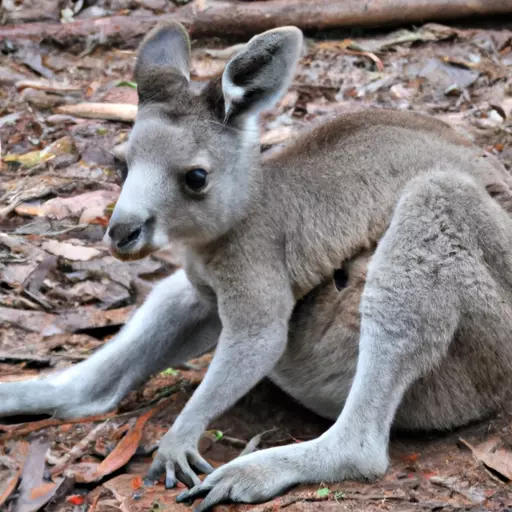 A picture of an animal found in Australia