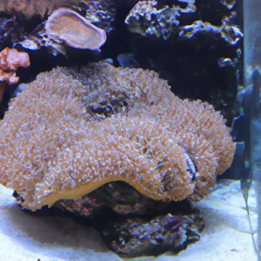 A picture of coral reef