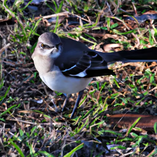 A picture of a mockingbird