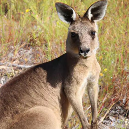 A picture of a kangaroo in the Australian Outback