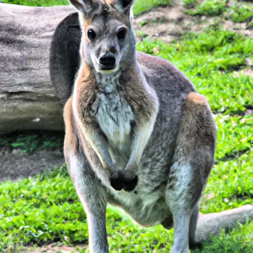 A picture of a kangaroo