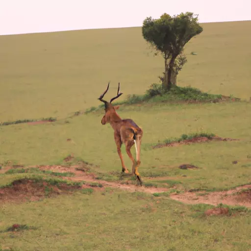 A picture of a Maasai Mara native