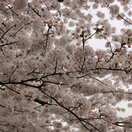 A picture of cherry blossoms