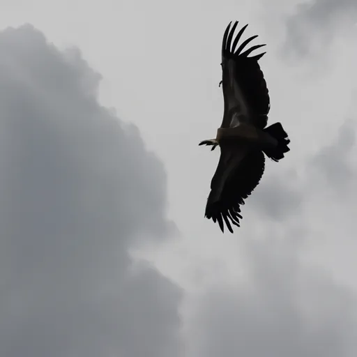 "Rüppell's griffon vulture soaring high in the sky amongst clouds"