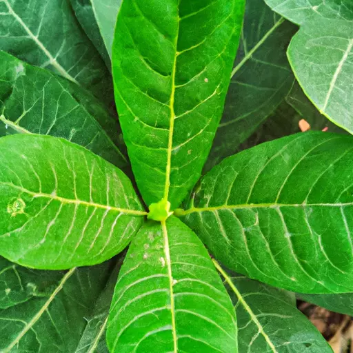 A picture of a green plant or a leaf