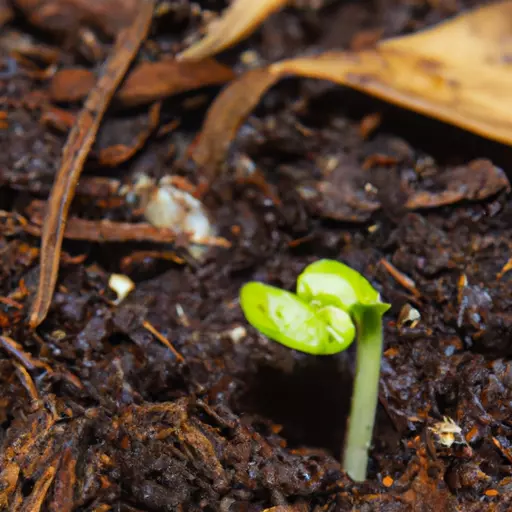 A picture of a small seed growing into a plant in a garden