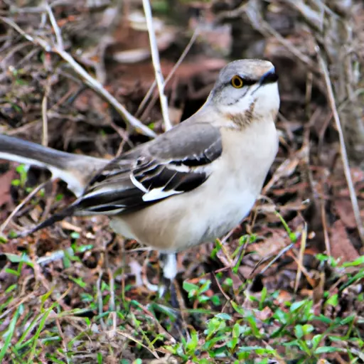 A picture of a mockingbird