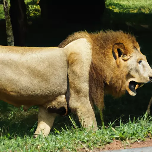 A picture of a lion walking in the wild