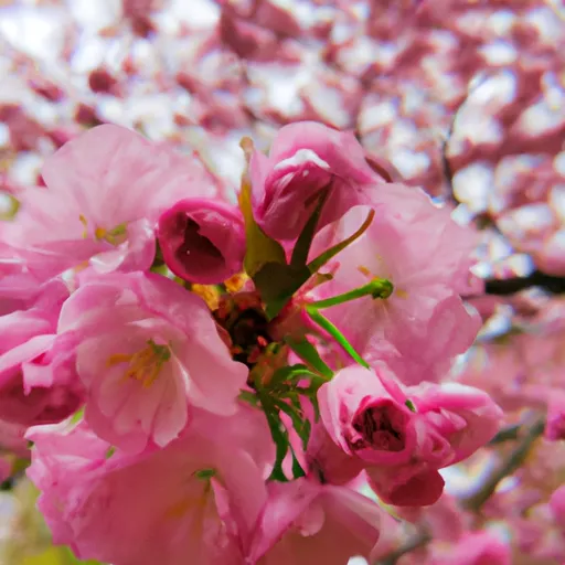 A picture of a Japanese cherry blossom