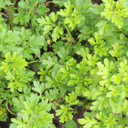 A picture of green plants