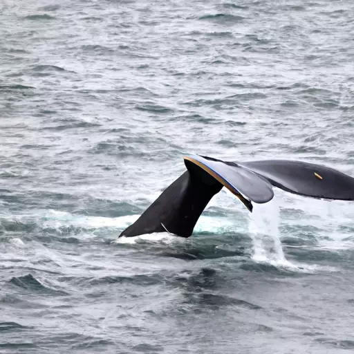 A picture of a whale tail