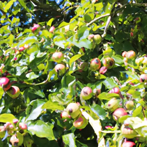 A picture of an apple tree