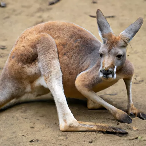 A photo of a Kangaroo, a well-known Australian animal