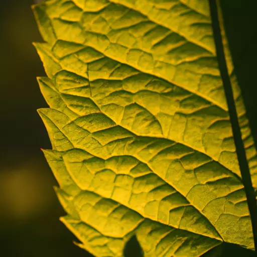 A photo of a leaf in sunlight with its veins visible