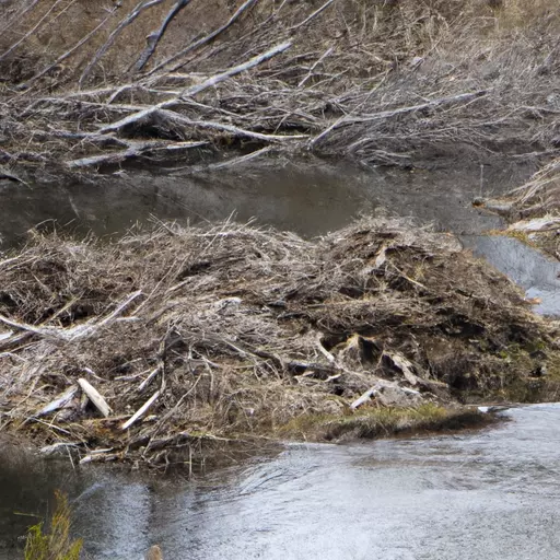 A picture of a Beaver Dam