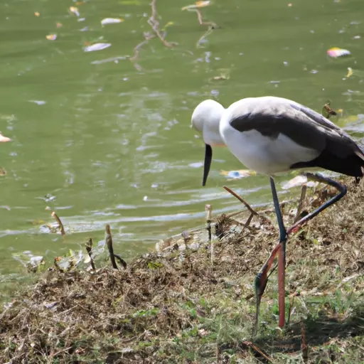 A photo of a bird with long legs