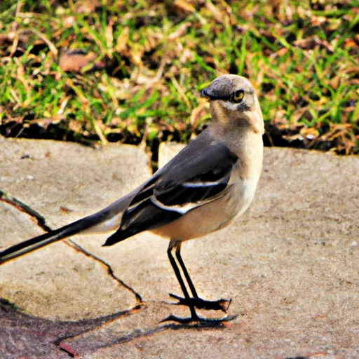 A picture of a mockingbird