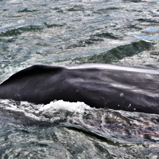 A picture of a bowhead whale