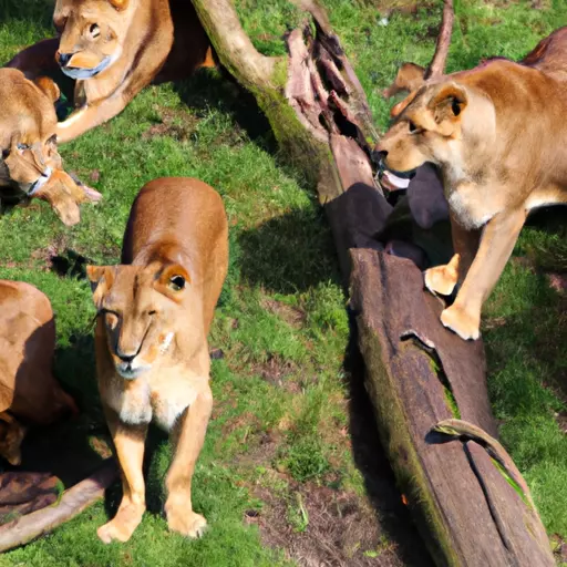 A picture of a group of lions