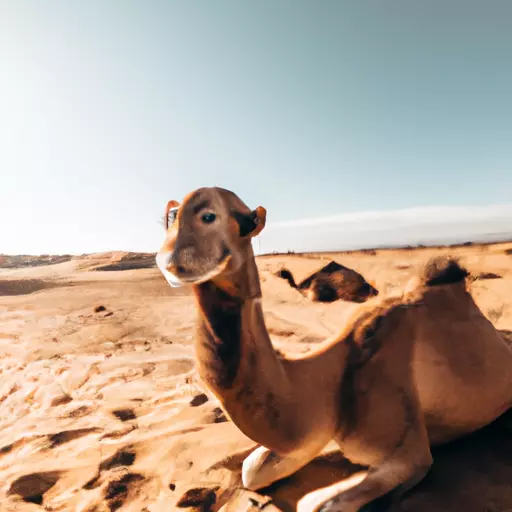 A picture of a camel in the desert