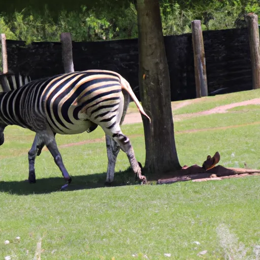 A picture of a zebra in the wild