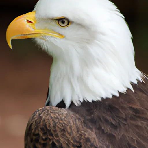 A picture of a majestic bird of prey with a white head