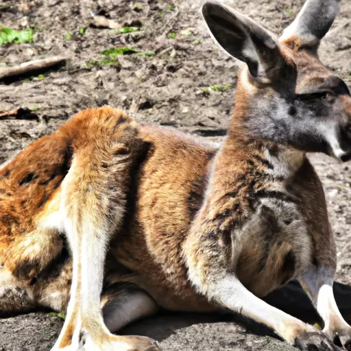 A picture of a kangaroo