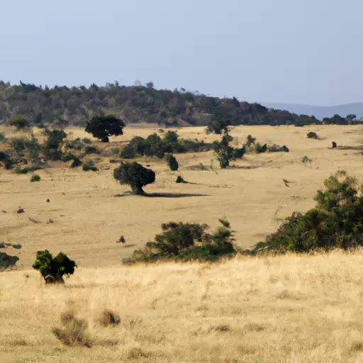 A picture of Africa's savanna