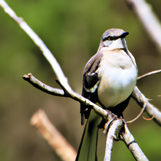 A picture of a mockingbird perched on a branch