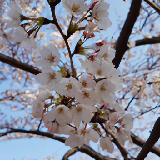 A picture of cherry blossoms