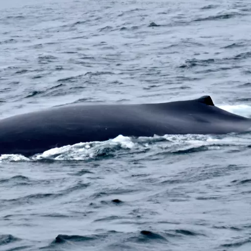 A picture of a Blue Whale swimming in water