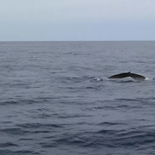 A picture of the ocean with a glimpse of a whale fin